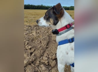 DIPS - aktiver, kluger Junghund sucht sein Zuhause