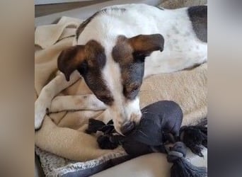 DIPS - aktiver, kluger Junghund sucht sein Zuhause