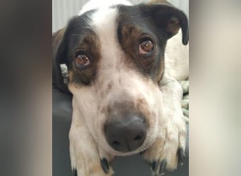 Dips, kleiner Charmeur wartet auf seine Herzensmenschen