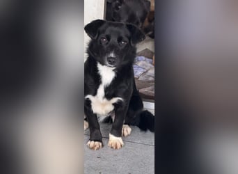 HERA - Zaubermaus sucht ihre Menschen