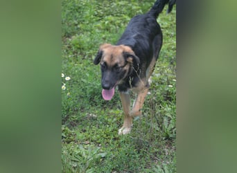 KAYA - süße Kuschelmaus sucht ein Zuhause