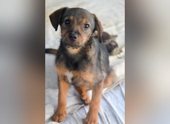 ALEXIS -freundlicher Bub sucht Familie