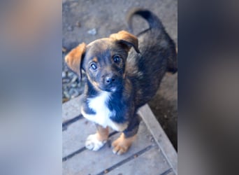 TEDDY - Schmusehund sucht Kuschelkörbchen