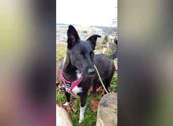 JOY sucht eine Familie