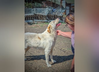 BEAUTY - tolle Hündin sucht ihre Familie
