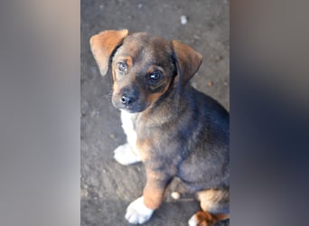 JACK - sanfter Boy sucht Familie zum Kuscheln