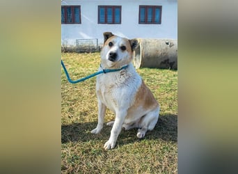 NANUK - sanfter Rüde sucht ein ruhiges Plätzchen