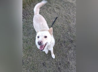 Xanthos - lernwillig & auch schon leinenführig