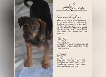 ALEXIS -freundlicher Bub sucht Familie