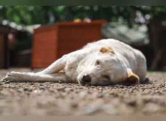 BEAUTY - tolle Hündin sucht ihre Familie