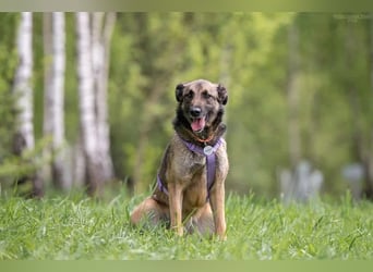 Verschmuste Birma sucht ruhiges Zuhause