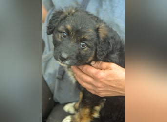 KAYA - süße Kuschelmaus sucht ein Zuhause