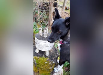 JOY sucht eine Familie