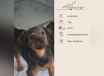 ALEXIS -freundlicher Bub sucht Familie