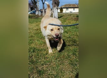 Xanthos - lernwillig & auch schon leinenführig