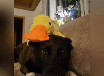 JOY sucht eine Familie