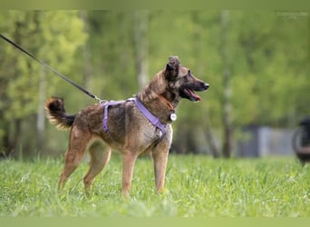 Verschmuste Birma sucht ruhiges Zuhause