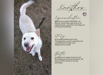 Xanthos - lernwillig & auch schon leinenführig