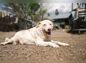 BEAUTY - tolle Hündin sucht ihre Familie