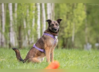 Verschmuste Birma sucht ruhiges Zuhause