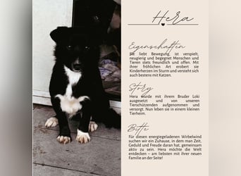 HERA - Zaubermaus sucht ihre Menschen