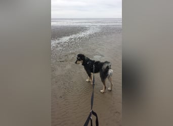 CORA sucht ein liebevolles Zuhause