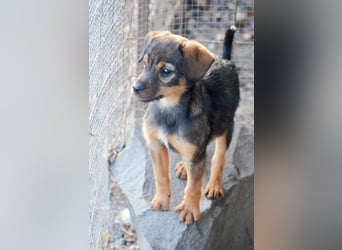 ALEXIS -freundlicher Bub sucht Familie