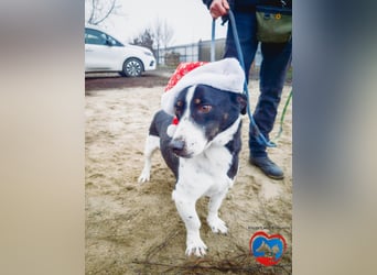 PEPITO - er wartet schon so lange