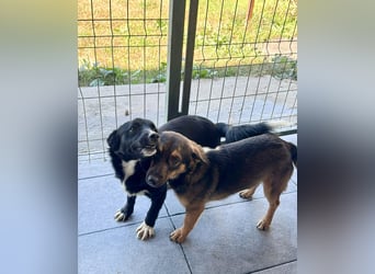 HERA - Zaubermaus sucht ihre Menschen