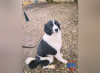 ACE - sanfter Rüde sucht Familie