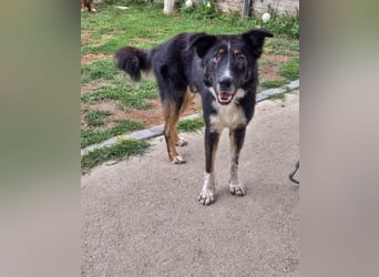 ZEN - der Junge, der sein Glück sucht