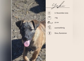 YUKI - süß, sanft, freundlich