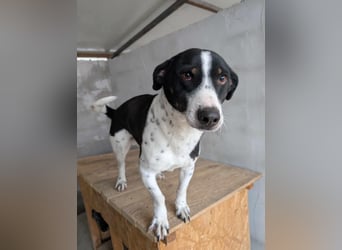 PEPITO - er wartet schon so lange