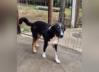 ZEN - der Junge, der sein Glück sucht