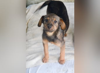 ALEXIS -freundlicher Bub sucht Familie