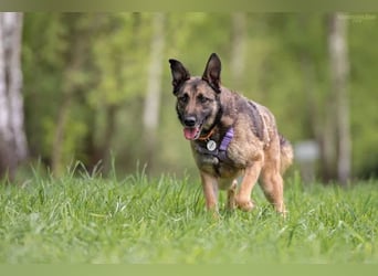 Verschmuste Birma sucht ruhiges Zuhause