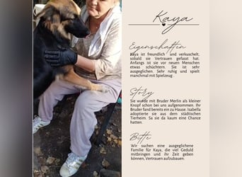 KAYA - süße Kuschelmaus sucht ein Zuhause