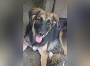 KAYA - süße Kuschelmaus sucht ein Zuhause