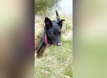 JOY sucht eine Familie