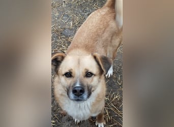 PAULI - zutraulicher Bub sucht seine Familie