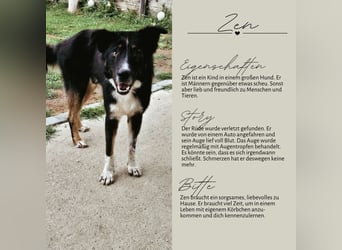 ZEN - der Junge, der sein Glück sucht