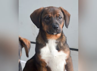 JACK - sanfter Boy sucht Familie zum Kuscheln