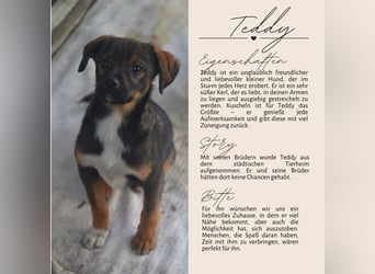TEDDY - Schmusehund sucht Kuschelkörbchen