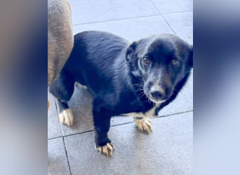 HERA - Zaubermaus sucht ihre Menschen