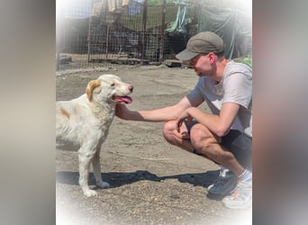 BEAUTY - tolle Hündin sucht ihre Familie