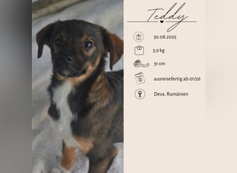 TEDDY - Schmusehund sucht Kuschelkörbchen