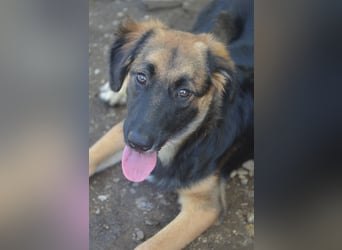 KAYA - süße Kuschelmaus sucht ein Zuhause