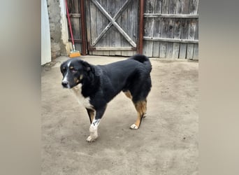 ZEN - der Junge, der sein Glück sucht