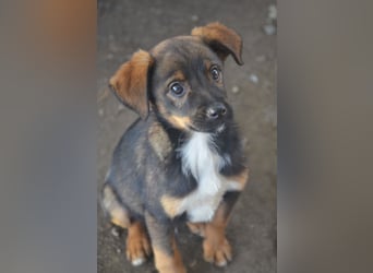 TEDDY - Schmusehund sucht Kuschelkörbchen