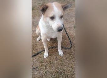 NANUK - sanfter Rüde sucht ein ruhiges Plätzchen